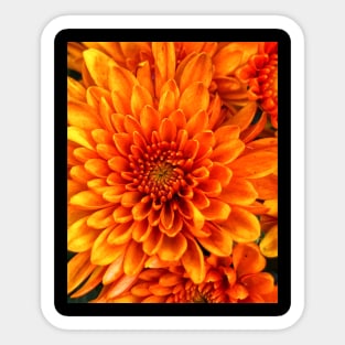 Gerbera daisy Sticker